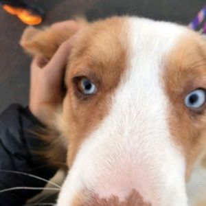 Meet your Posher, Maya